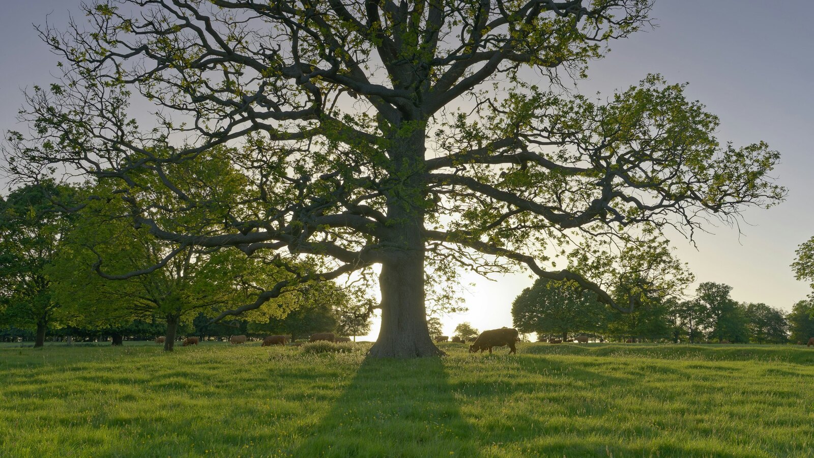A wide old oak tree standing alone in a meadow at golden hour